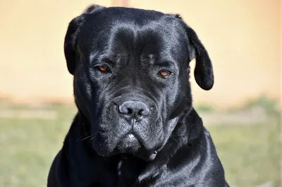 Кане Корсо cane corso | Кане корсо, Фотографии собак, Большие собаки