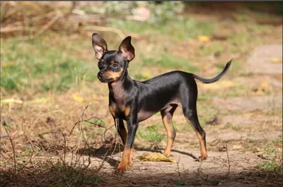 Пражский крысарик: РЕДКИЕ ПОРОДЫ СОБАК | Dog People: Собаки и Люди | Дзен