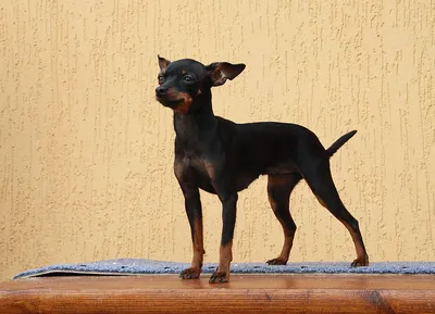 Отзыв о Порода собак \"Пражский Крысарик\" | Замечательная Собака для дома