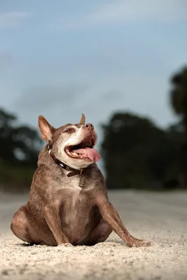 Сутулая собака: почему так выглядит 🐾 Квазимодо - овчарка мем - YouTube