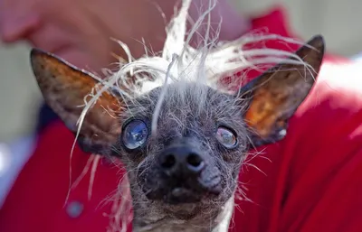 Есть на свете такой пес, зовут его Quasi The Great У него корткий  позвоночник, но Квази обаятельная собака. П… | German shepherd painting,  Cartoon dog, Illustrators