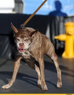 Самая уродливая собака в мире 2014 - ТАСС