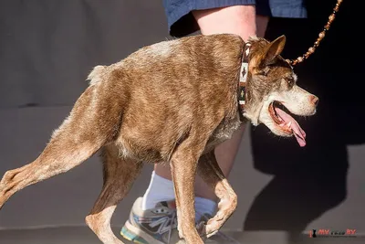 Самая уродливая собака в мире 2014 года В городе Петалума в штате  Калифорния прошел конкурс на самую уродливую собаку в мире. Победителем  конкурса в ... / конкурс :: собаки :: живность :: уродство :: длиннопост -  JoyReactor