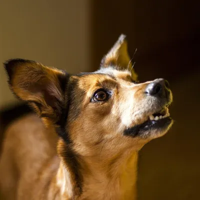 Из чудовища — в красавицу: невероятное преображение собаки, победившей рак  - KP.RU