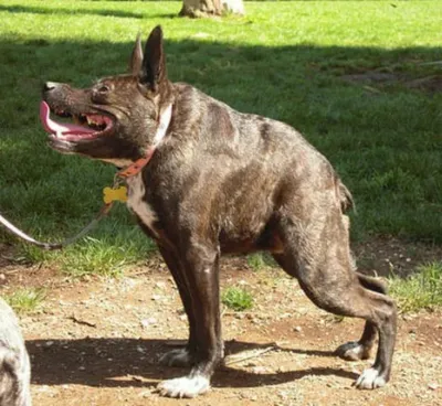 Квазимодо в собачьей шкуре: определен самый уродливый пес года - ЗНАЙ ЮА