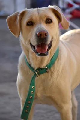 Лабрадор ретривер собака 4k белый фон | Премиум Фото