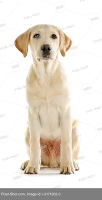 картинки : щенок, собака, Млекопитающее, Позвоночный, Лабрадор ретривер,  порода собаки, сука, Ретривер с плоским покрытием, Собака, как  млекопитающее, Карниворан 4288x2848 - - 1038374 - красивые картинки - PxHere