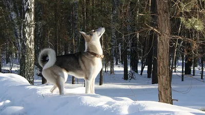 Собака лайка фото фотографии