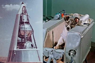 66 лет назад первая собака-космонавт Лайка отправилась в космос —  Вести-Калининград