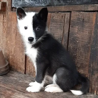 Восточно-сибирская лайка: все о собаке, фото, описание породы, характер,  цена