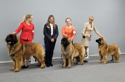 Собака Леонбергер — стоковые фотографии и другие картинки Leonberger -  Leonberger, Собака, Снег - iStock