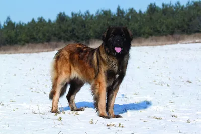 Собака Leonberger живя в Бельгии Стоковое Изображение - изображение  насчитывающей родословная, переходники: 124554603