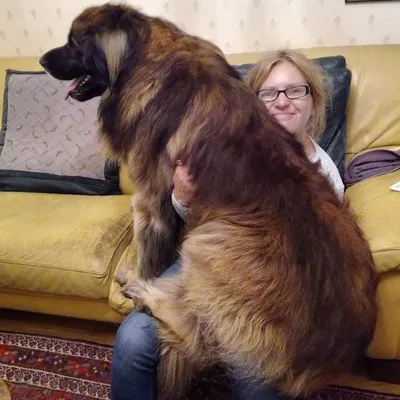 A Graceful And Strong Leonberger Dog, A Purebred Male With Just Under 80 Kg  And A Beautiful Coat. Фотография, картинки, изображения и сток-фотография  без роялти. Image 183654436