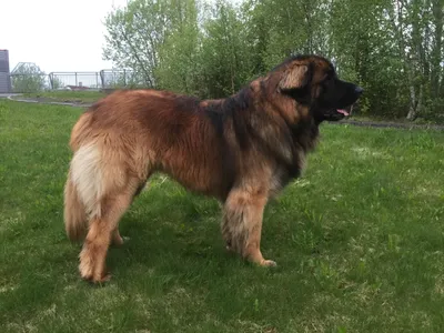 Порода собак леонбергер - Питомник леонбергеров Зоряний Чаклун - Zoryanyi  Chaklun leonberger kennel