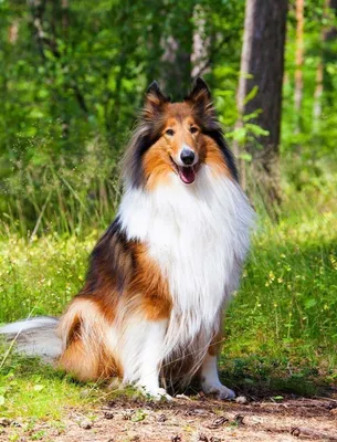 Lassie собаки стоковое изображение. изображение насчитывающей рот - 4864427