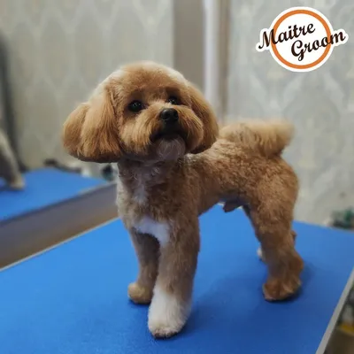 Молодая порода собак - милая Мальтипу. | ТОТО | Дзен