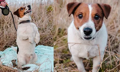 Джек-рассел-терьер – знаменитая собака из фильма «Маска» | Собаки |  Dogsacademy.ru | Дзен