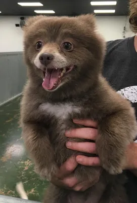 Новый спор в интернете: кто этот милашка – щенок или медвежонок?