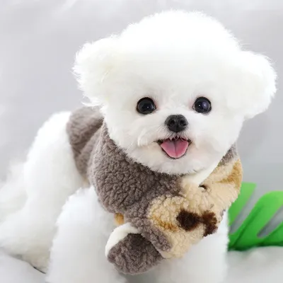 Милый медвежонок питомец собака куртка Kawaii корейский стиль собака одежда  отправить шарф для маленьких собак Бишон Йорк Померанский Щенок Костюм |  AliExpress