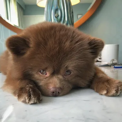 Маленькая собака медвежонок (51 лучших фото)