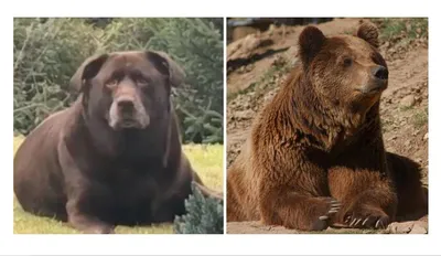 Медвежонок или щенок»: пользователи сети поспорили, кто изображен на фото -  Газета.Ru | Новости