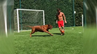 Месси показал своего выросшего пса Халка (фото) ⊕ Новости футбола на  M.footballhd.kz
