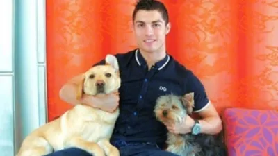 Родословная собаки American dream Messi породы Американский булли - ICA.DOG