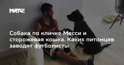 Бордоский дог — Википедия