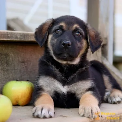 Пропала собака Месси на ул. Ференца Мюнниха 3, Томск | Pet911.ru
