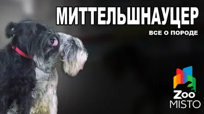 Миттельшнауцер: описание породы, 🐕 характер, особенности собаки, фото,  содержание