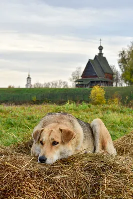 Книга: \"Собака на сене\" - Вега Де. Купить книгу, читать рецензии | El Perro  Del Hortelano | ISBN 978-5-907143-80-7 | Лабиринт