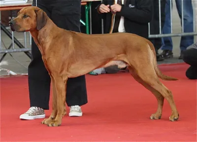 Родезийский риджбек (Rhodesian Ridgeback) - это умная, смелая, бдительная и  независимая порода собак. Фото, описание, отзывы владельцев.