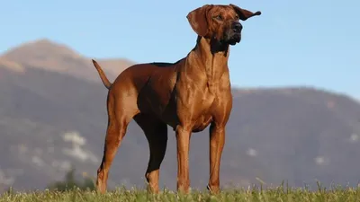 Родезийский риджбек (Rhodesian Ridgeback) - это умная, смелая, бдительная и  независимая порода собак. Фото, описание, отзывы владельцев.