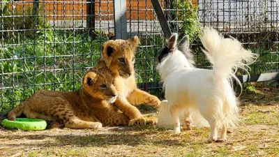 Добрый Молодец, охотник на львов и любимец короля Чарльза. В Серове прошли  выставки собак | Истории | СеровГлобус.ру