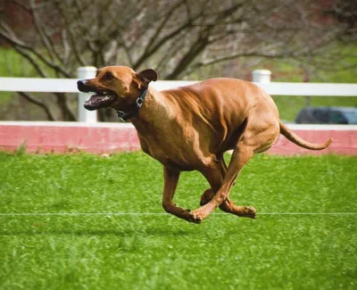 Родезийский риджбек (Canis lupus familiaris 'Rhodesian Ridgeback') - Rock  Identifier