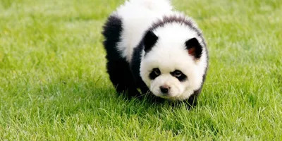 Собака панда фото фотографии
