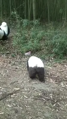 собака покрасила Spitz панды вниз Стоковое Фото - изображение насчитывающей  влюбленность, детство: 21314210