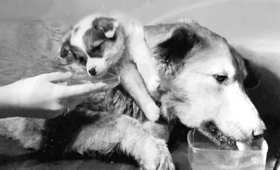 Собака Павлова»: эксперимент длиною в жизнь | Блог 4brain