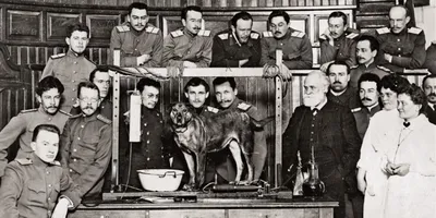 Собака Павлова»: эксперимент длиною в жизнь | Блог 4brain