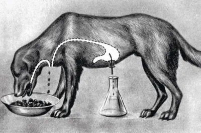 Иллюстрация 6 из 58 для Собачьи \"почему\" - Лила Прап | Лабиринт - книги.  Источник: собака Павлова