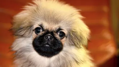 Пекинес (Pekingese) (Породы собак) пекинес фото, собака пекинес, порода  пекинес, щенки пекинеса, купить щенка пекинеса, пекинес форум, пекинес  цена, глаза пекинеса, питомники пекинесов Энциклопедия о животных EGIDA.BY