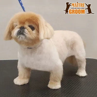 Пекинес
