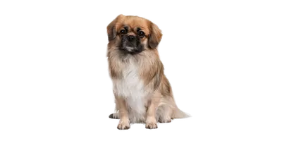 Порода собак пекинес: 🐕 характеристика, плюсы и минусы