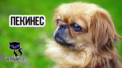 Пекинес Собака Студия Фото Питомца Милый Портрет Красивый Свет стоковое  фото ©photobox.ks@gmail.com 646329626