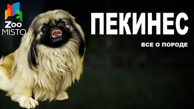SOBAKI.PRO | Породы собак | Пекинес | Фото 40721
