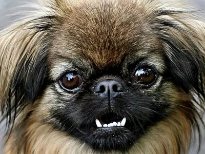 Пекинес (Pekingese) - одна из древнейших пород собак в мире. Описание, фото  и отзывы о породе.