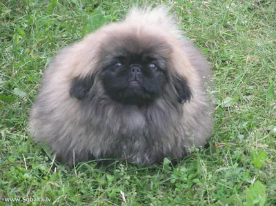 Пропала собака Пекинес в районе магистрального, вознаграждение! | Pet911.ru