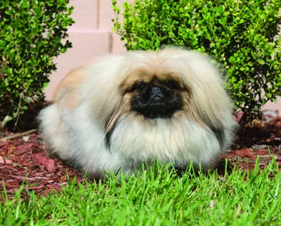 Собака Пекинес на Северной улице, 7 в Краснодаре | Pet911.ru