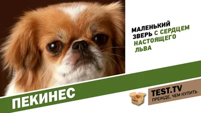 https://ozon.by/product/kartina-po-nomeram-zhpn-na-holste-s-podramnikom-grustnaya-sobaka-pekines-raskraska-40h50-sm-1299795578/