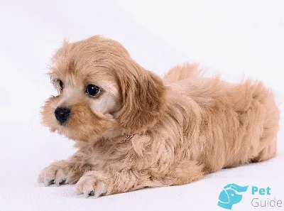 Стрижка Питерской орхидеи | Зоосалон и школа груминга All-Grooming. Груминг  и обучение стрижке собак